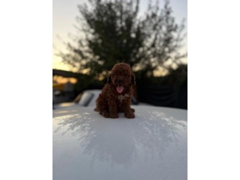 Sağlık ırk garantili poodle yavrular yeni yuvasını bekliyor