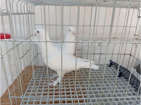 Sami patikli güvercin