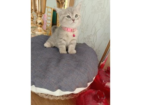 Anne baba scrli top kafa british shorthair kar beyaz yavrula