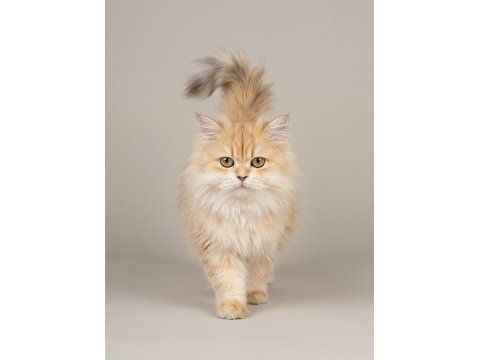 Ny12 safkan british longhair dişi kedi genç 1 yaşında