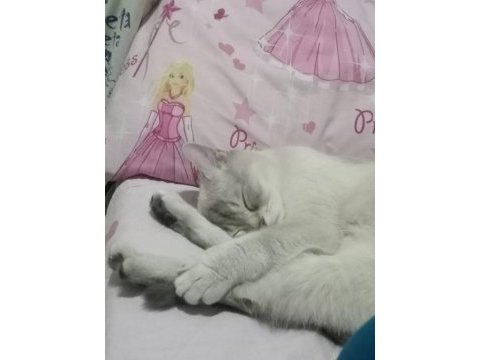 British shorthair 1 yaşında