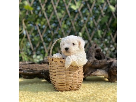 Kar beyaz maltese terrier yavrular