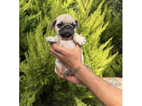 Mini pug yavrumuz