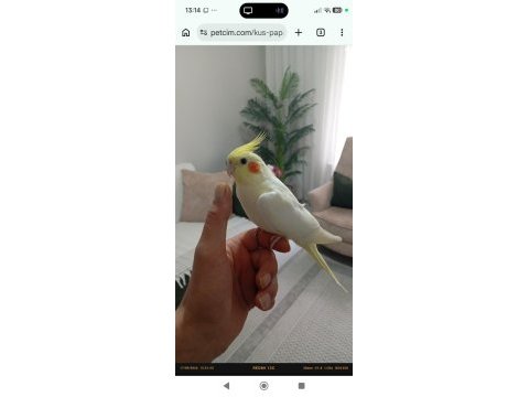 Uyguna ele alışkın yavru papağanımız