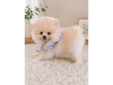 Güzeller güzeli pomeranian yavrularımız