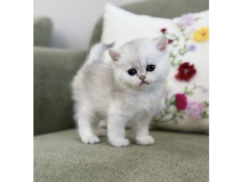 Mükemmel kalite silver ns11 british shorthair kedisi