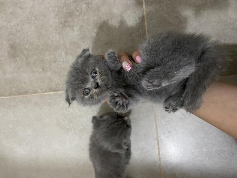 Erkek dişi british shorthair bebeklerim