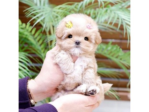 Safkan toy poodle bebeklerimiz