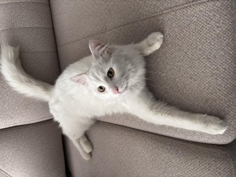 Angora kedisine acil yuva