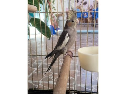 Yeni yeme düşmüş ısırma bilmez bebek sultan papağanı