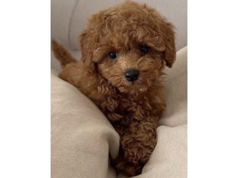 Korean toy poodle