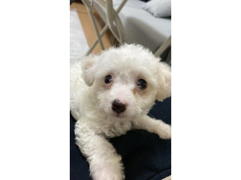 0 numara maltese terrier 2 aylık