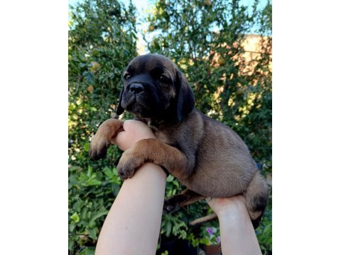 Cane corso yavrular ırk sağlık garantili