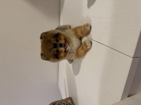 Pomeranian boo köpeğimiz