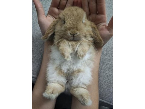 Mini lop orjinal safkan ırk tavşan