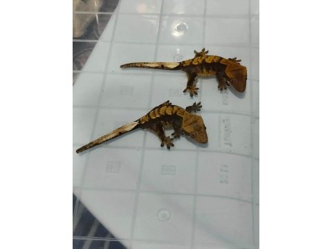 Yavru crested gecko