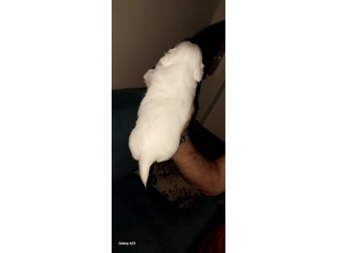 En güzel pekinez yavruları