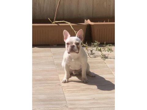 Fransız bulldogu