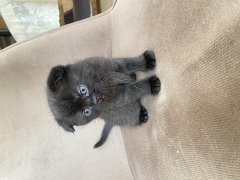 Scottish fold bebeğimiz