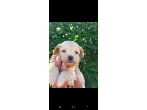 Sevgıyle buyuyen maltıpoo yavrularımız