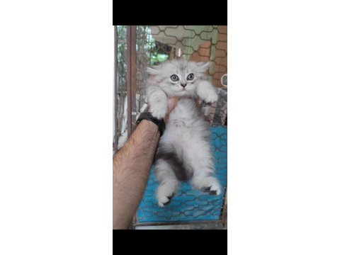 British shorthair kedisi