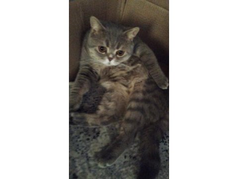 British shorthair 8 aylık