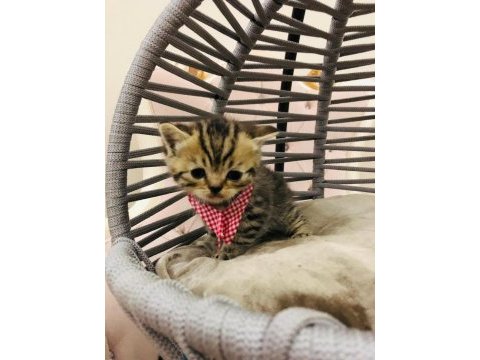 British shorthair yavru kedilerimiz yeni evlerini arıyorlar