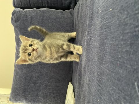 3 british shorthair 1 tane nadir bulunan renk