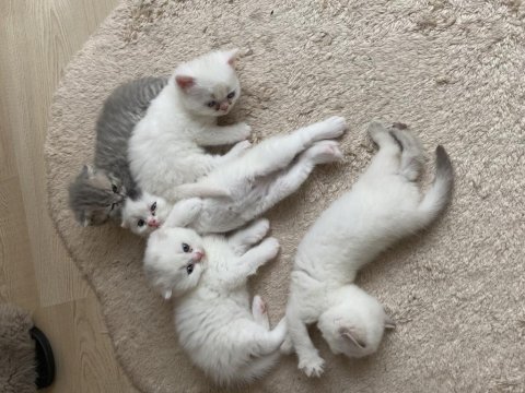 1,5 aylık bebek scottish fold