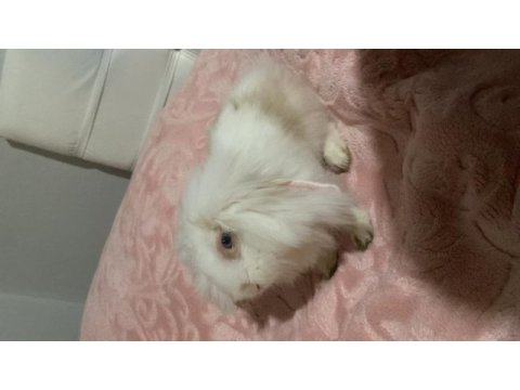 2 aylık mavi gözlü hollanda lop tavşanı