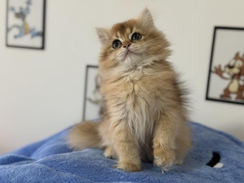 En güzel british shorthair ve longhair yavrular