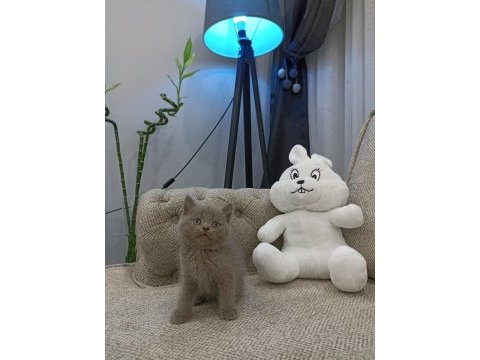 Top surat oyuncak gibi lilac british shorthair yavrular
