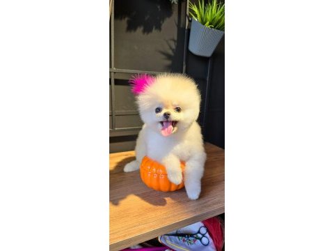 Ayı surat pomeranian boo yavrularımız her renk 