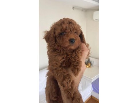 Üst kalite toy poodle yavrular