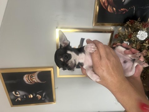Chihuahua elma kafa babada scr mevcut