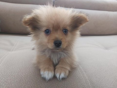 2 aylık erkek tilki surat pomeranian