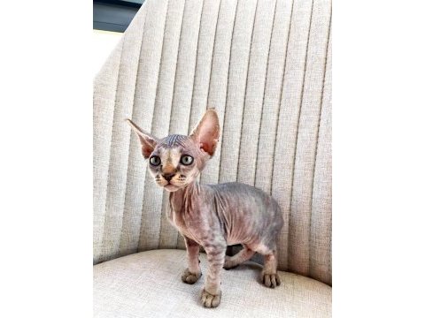 1,5 aylık dişi iki adet sphynx