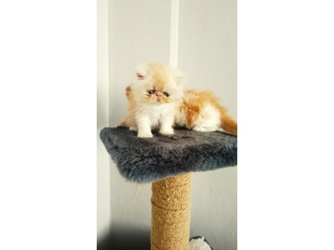 Safkan iran persian yavrular