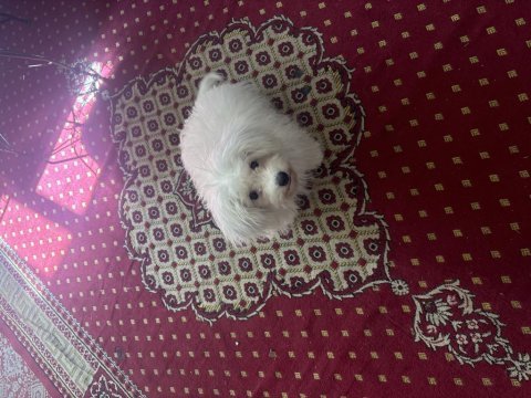 3 aylık terrier çok sevimli eğitimi başladı tuvalet