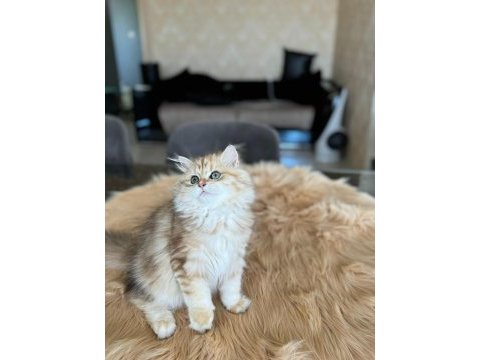 British longhair golden