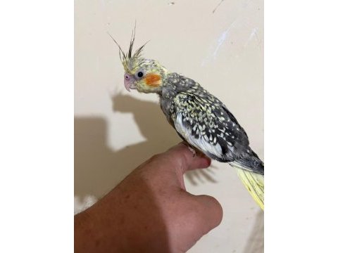 48 günlük full evcil pearl sultan papağanı bebek