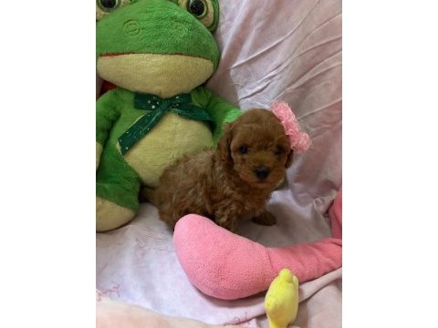 Toy poodle bebekleri