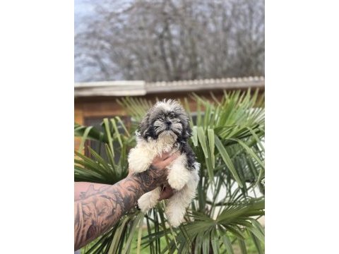 Aşılı sağlıklı shih tzu yavrular