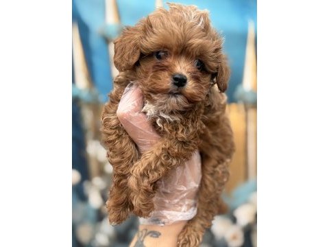 Orijinal en sevimli kore maltipoo