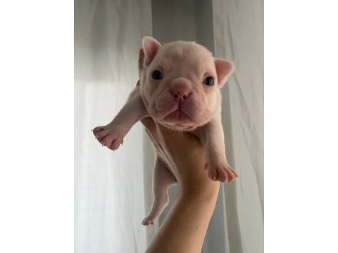 Dişi french bulldog