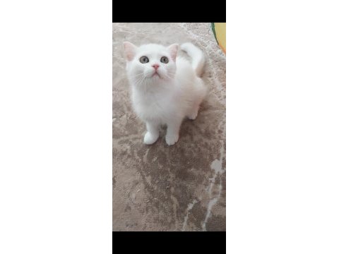 Sahiplendirme kedilerimiz