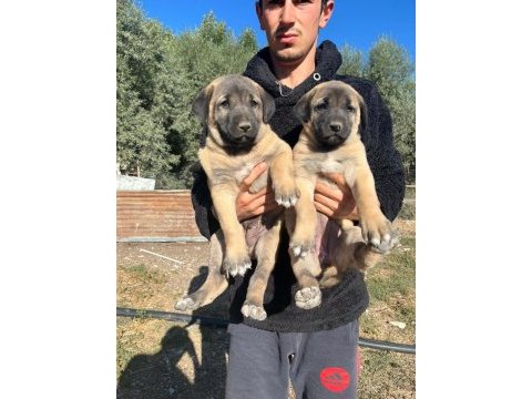 Sivas kangalı köpeklerimiz