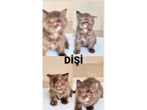 British shorthair yavrularıma yuva arıyorum