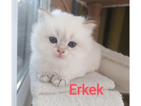 British longhair erkek