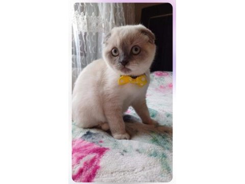 Scottish fold 10 aylık